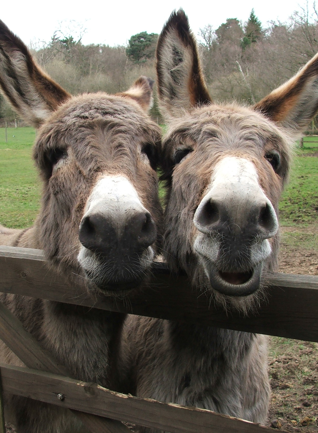 Palm Sunday The Donkey And The Christian Communio