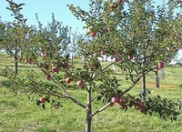 Orchard2.jpg