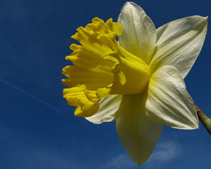 Lent lily.jpg