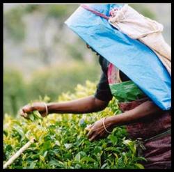fairtrade tea.jpg
