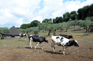 COWS SEEN ON PAPAL FARM AT CASTEL GANDOLFO