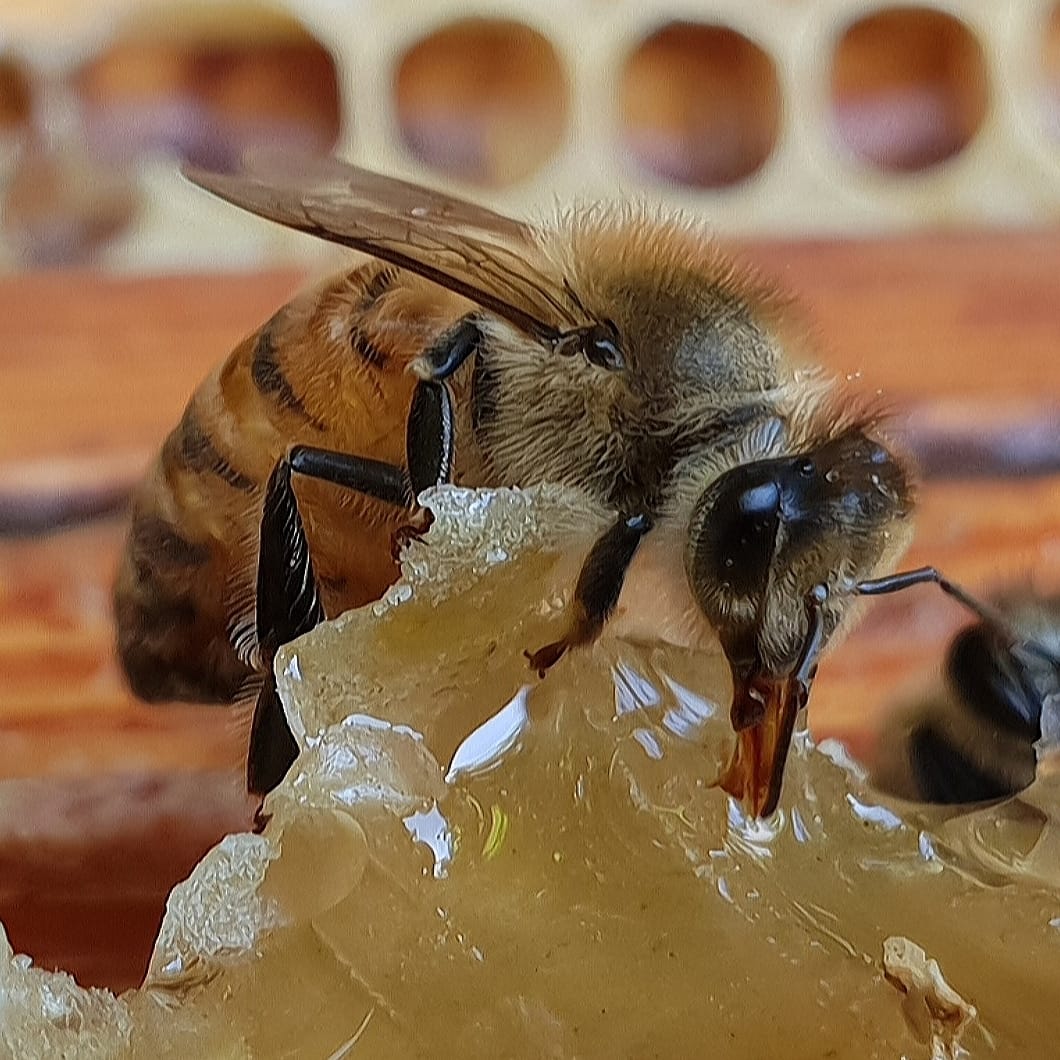 On Bees by Pope Pius XII